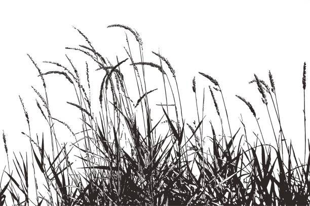 ilustraciones, imágenes clip art, dibujos animados e iconos de stock de ilustración de la silueta de las plantas de césped con semillas - carrizo común