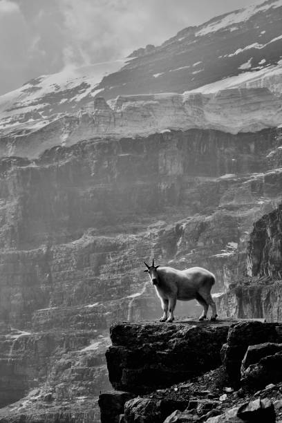 parque nacional montaña cabra banff - extreme terrain eroded snow landscape fotografías e imágenes de stock