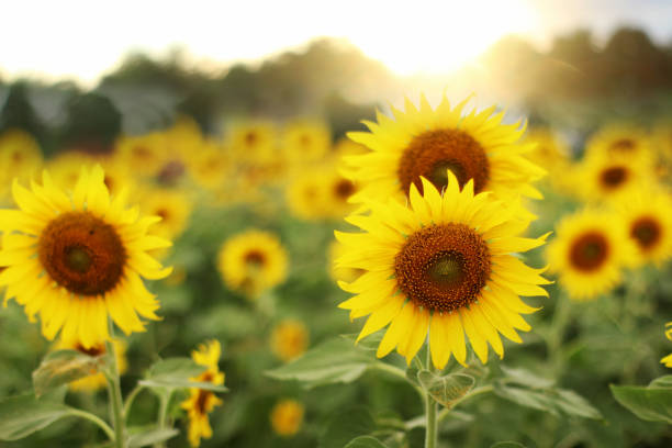 istock Sunflowers blooming in the field. 842090654