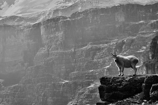 Landscape featuring a mountain goat from the Plain of the Six Glaciers.  Banff National Park.  Monochrome image.
