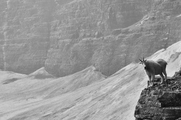 parque nacional montaña cabra banff - extreme terrain eroded snow landscape fotografías e imágenes de stock