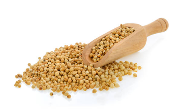 istock Coriander seeds in scoop isolated on white background 842091092