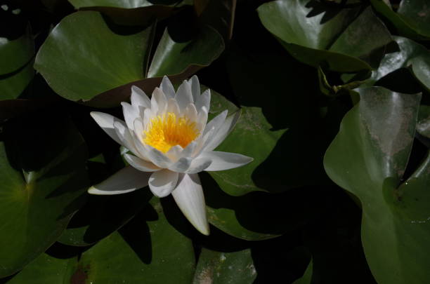 istock Flower of Water Lily 842096854