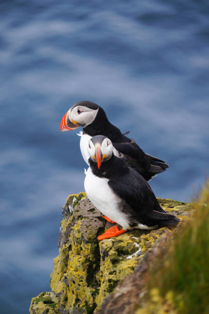 istock Atlantic Puffin in Latrabjarg cliffs, Iceland. 842096888