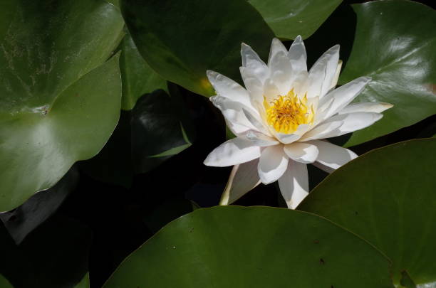 istock Flower of Water Lily 842096926