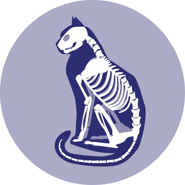 ilustraciones, imágenes clip art, dibujos animados e iconos de stock de esqueleto de gato sentado. - animal skull animal bone anatomy animal