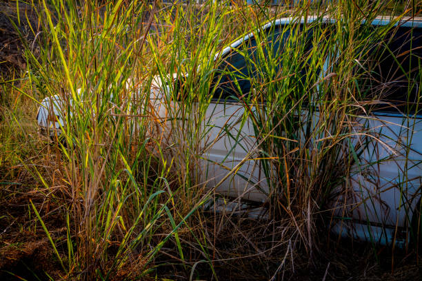 istock Abandone Old Cars 842097526