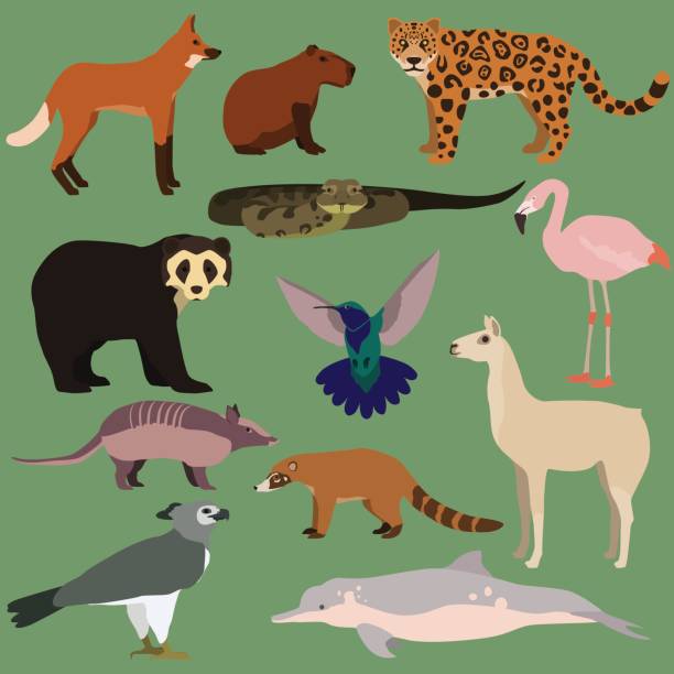 illustrazioni stock, clip art, cartoni animati e icone di tendenza di set vettoriale di animali del sud america dei cartoni animati. - coati