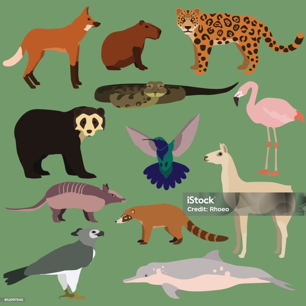 Vector set of cartoon south american animals. Vector set of cartoon south american animals. Anaconda, jaguar, chilean flamingo, maned wolf, harpy eagle, coati, armadillo, colibri, lama, capybara, spectacled bear, amazon river dolphin. Coati stock vector