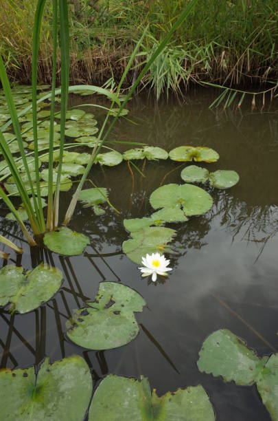 istock Flower of Water Lily 842100546