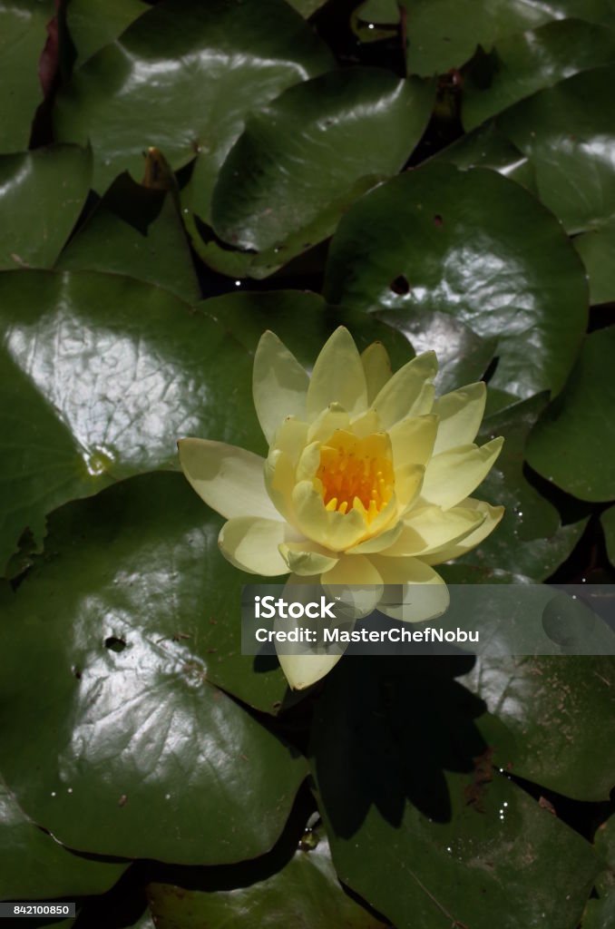 Flor De Lirio De Agua Foto de stock y más banco de imágenes de Aire libre - Aire libre, Charca, Color crema - iStock Flor De Lirio De Agua Foto de stock y más banco de imágenes de Aire libre - Aire libre, Charca, Color crema - iStock