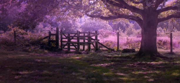Woodland,Forest,Nature,Rural,Summer,UK