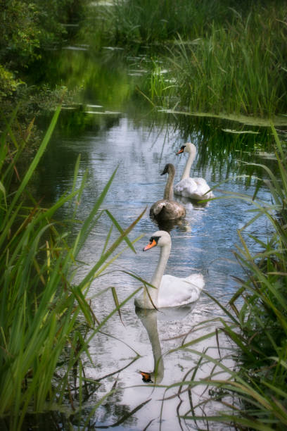 Family of swans swimming stock photo