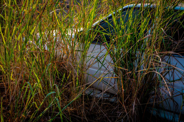 istock Abandone Old Cars 842104308