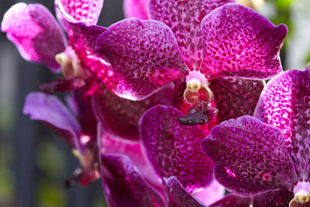 istock Purple Vanda Orchids closeup. 842104350