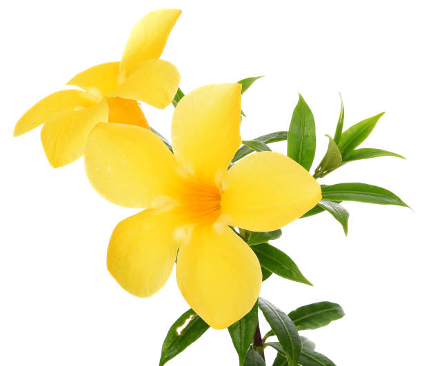 istock close up Allamanda yellow flower isolated on white background 842104448