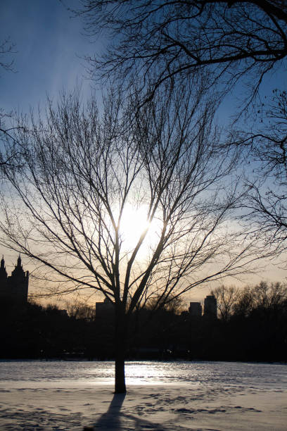 istock Silhouette tree on snow with sunset and dark buildings 842104572