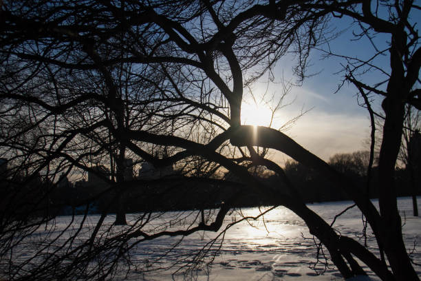 istock Silhouette bending branches with sunset sky on snow field at Central Park 842104582