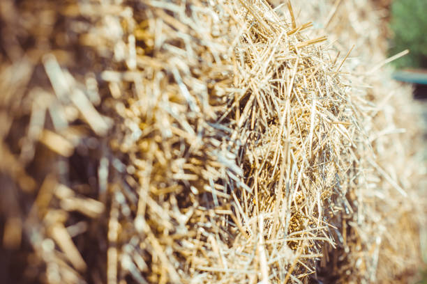 Straw close-up on a sunny day outside