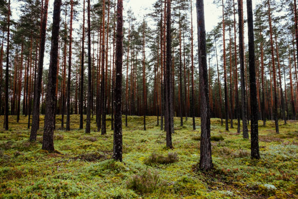 istock Old forest with moss covered trees and rays of sun in summer autumn 842108300