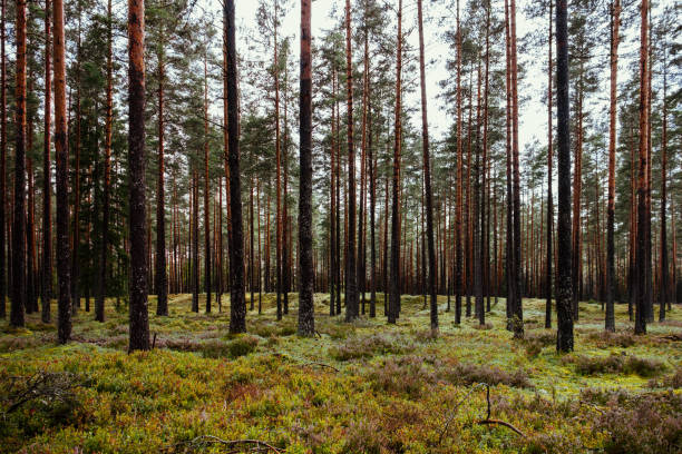 istock Old forest with moss covered trees and rays of sun in summer autumn 842108304