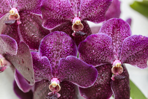 istock Purple Vanda Orchids, lovely, beautiful. 842108338