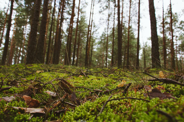 istock Old forest with moss covered trees and rays of sun in summer autumn 842111856