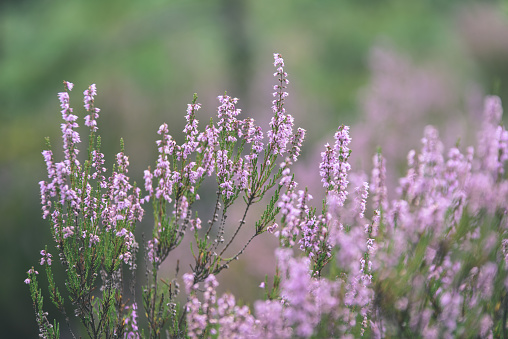 forest heather flowers and blossoms in spring blooming in natural environment. blur background - vintage film look