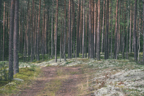 istock country road in forest - vintage effect 842112484