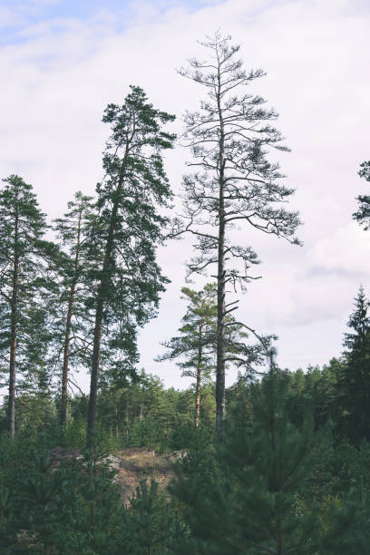 istock young spring spruce tree blossoms on green background - vintage effect 842112492