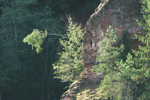 beautyful morning light over forest river of Amata, Cesis, Latvia. sandstone cliffs and green vegetation around water in summer - vintage effect