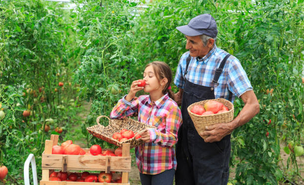 mature farmer and granddaughter collecting tomatoes - casual granddaughter farmer expressing positivity imagens e fotografias de stock