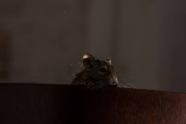 istock rodent degu 842115692
