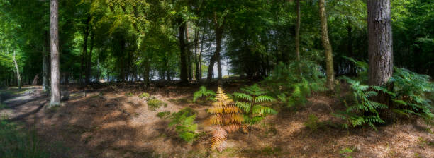 istock Woodland Forest Rural UK 842116032