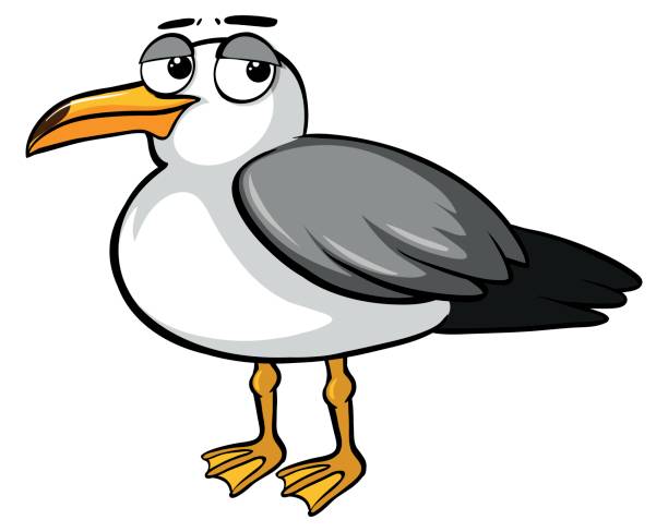 Sad Pigeon On White Background Stock Illustration - Download Image Now -  Cartoon, Seagull, Australia - iStock