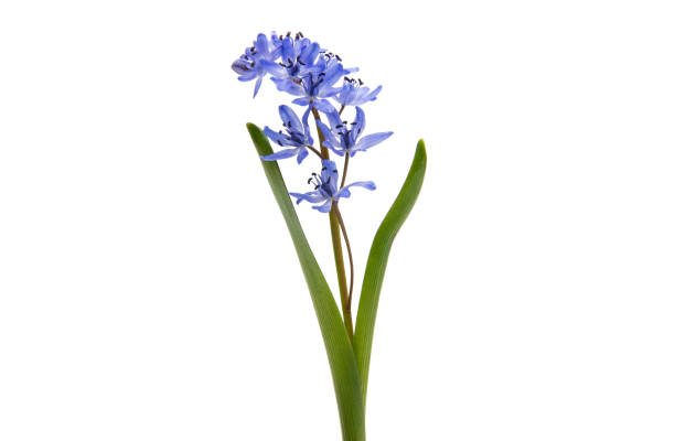 istock Beautiful blue natural fresh snowdrops flowers 842122740