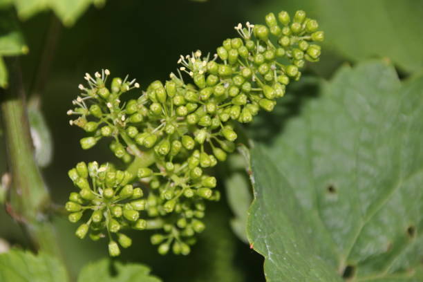 Flowering in the vineyard stock photo