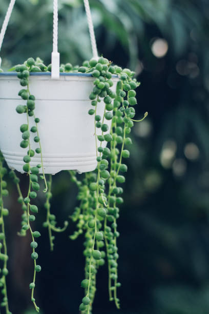 string of pearls succulent plant hanging in a greenhouse, symbolizing calm and serenity - idealist imagens e fotografias de stock