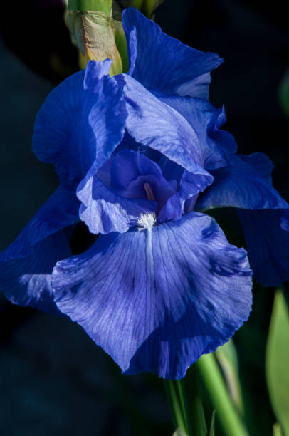 istock Blue flower irises- nature spring sunny background. Soft focus with bokeh 842130184