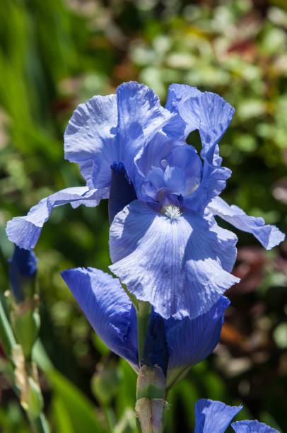 istock Blue flower irises- nature spring sunny background. Soft focus with bokeh 842130278