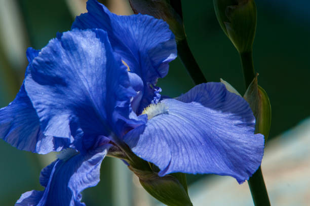 istock Blue flower irises- nature spring sunny background. Soft focus with bokeh 842130312