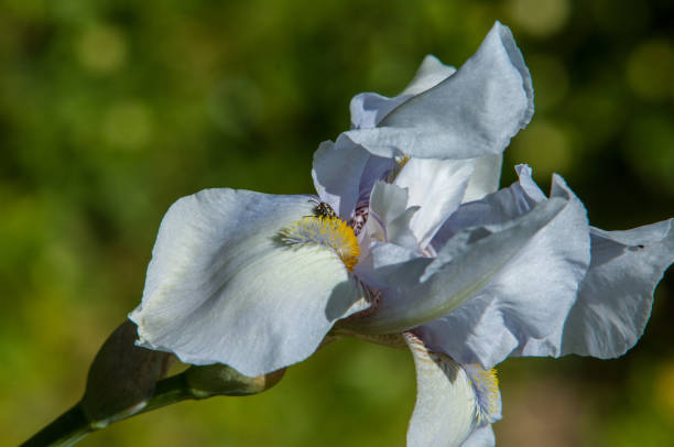 istock Blue flower irises- nature spring sunny background. Soft focus with bokeh 842130316
