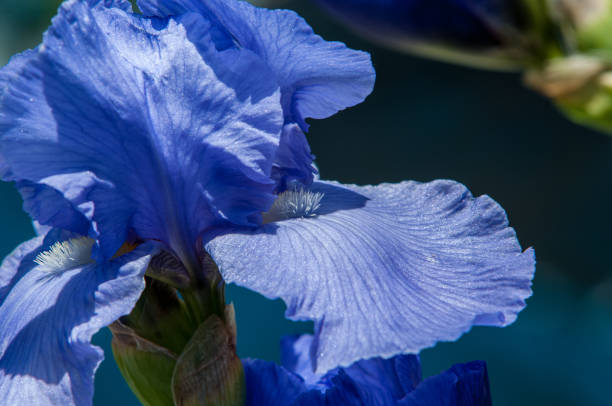 istock Blue flower irises- nature spring sunny background. Soft focus with bokeh 842130348