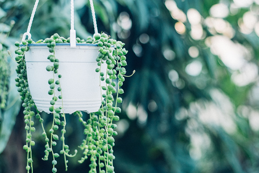 string of pearls succulent plant hanging in a greenhouse, symbolizing calm and serenity