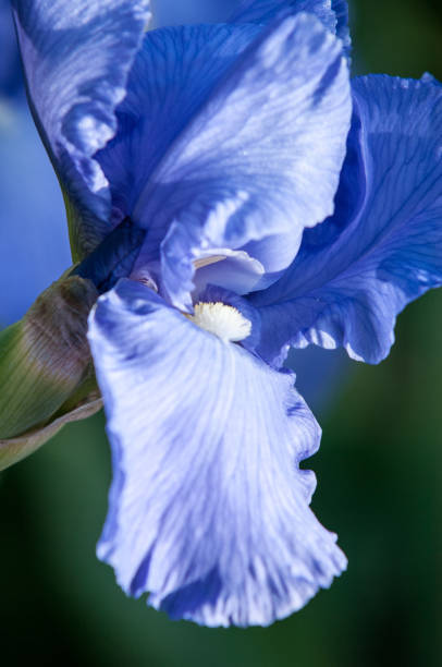 istock Blue flower irises- nature spring sunny background. Soft focus with bokeh 842130462