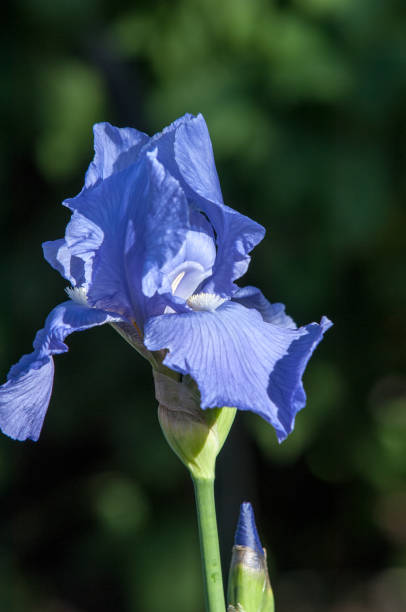 istock Blue flower irises- nature spring sunny background. Soft focus with bokeh 842130508