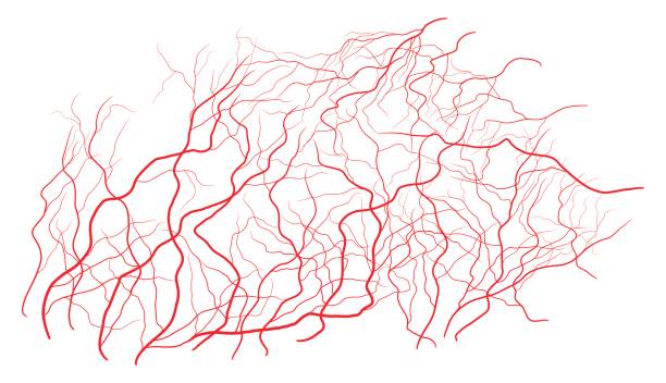 눈 정 맥 벡터 기호 아이콘 디자인입니다. 아름 다운 그림을 흰색 배경에 고립 - 혈관 stock illustrations