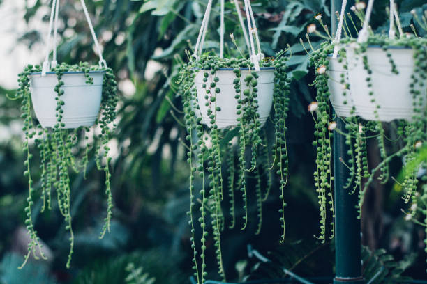 cadena de suculenta de perlas colgando en un invernadero, que simboliza la calma y serenidad - idealist fotografías e imágenes de stock