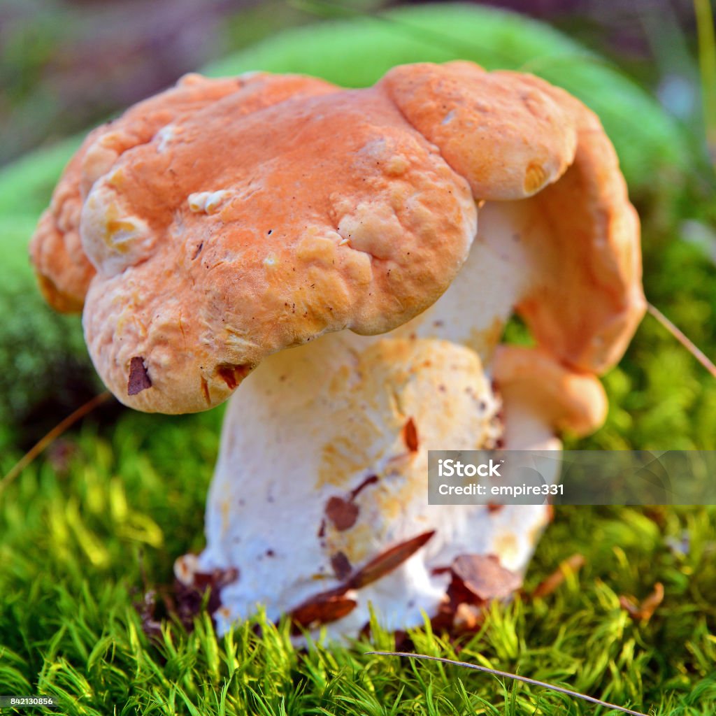 hydnum rufescens mushroom hydnum rufescens mushrooms in the forest Brown Stock Photo