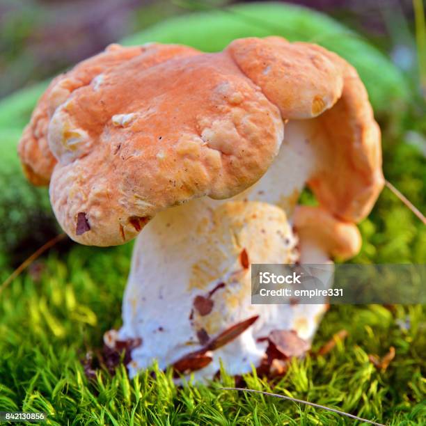 Hydnum Rufescens Mushroom Stock Photo - Download Image Now - Brown, Food, Food and Drink